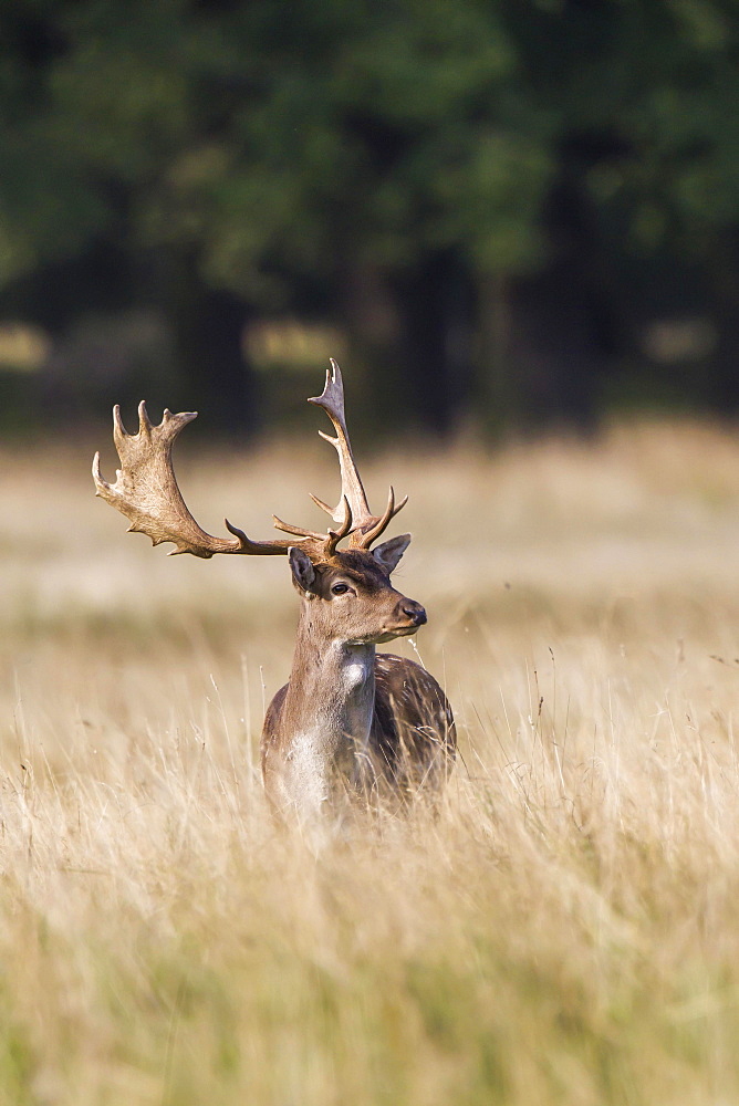 Fallow Deer (Dama dama), Copenhagen, Denmark, Europe