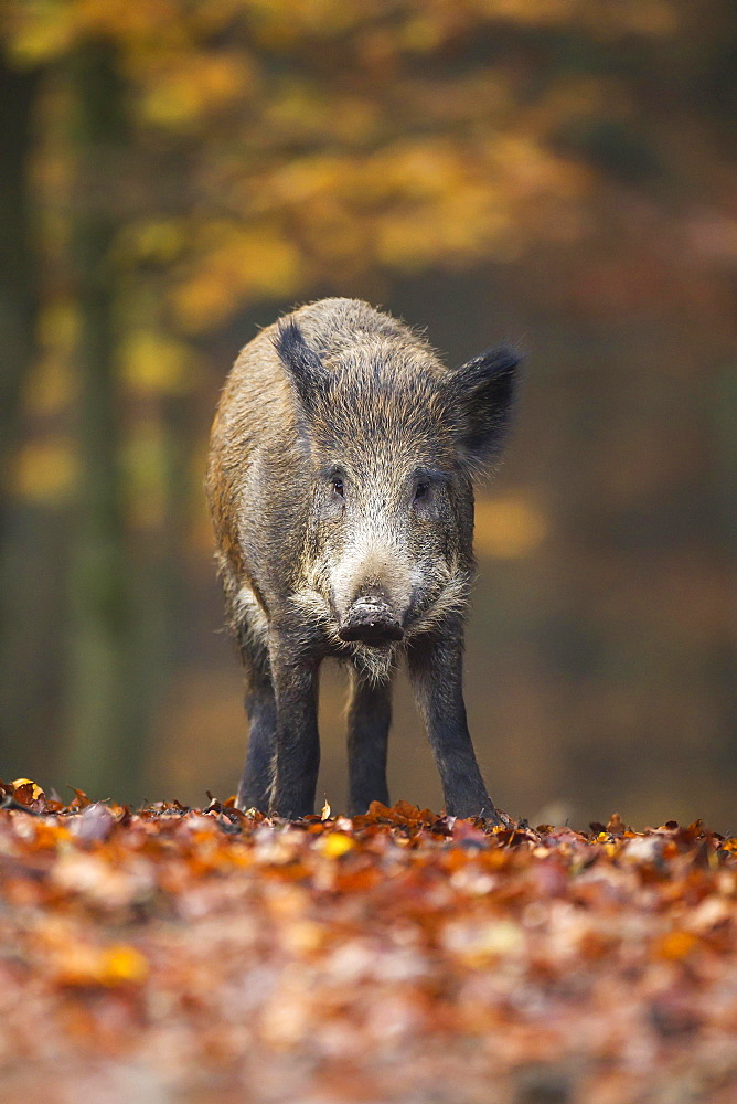 Wild Boar (Sus scrofa), Vulkaneifel, Eifel, Rhineland-Palatinate, Germany, Europe