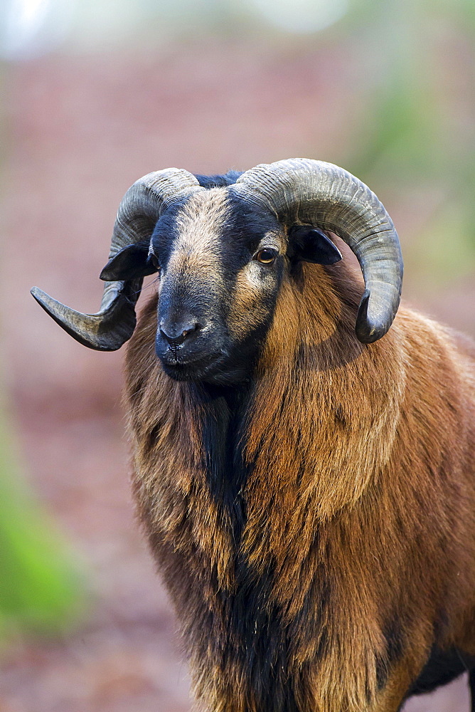 European Mouflon (Ovis orientalis), Vulkaneifel, Eifel, Rhineland-Palatinate, Germany, Europe