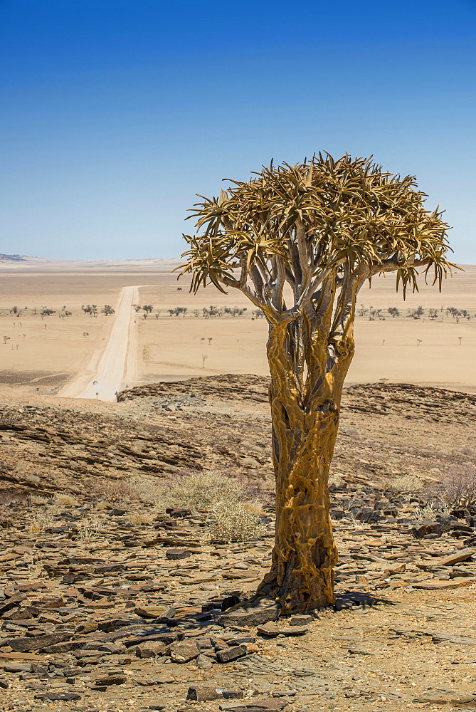 Desert-like landscape with Quiver tree (Aloe dichotoma), crossing Khomas-Hochland to the coastal desert Kries se Rus, Khomas Region, Namibia, Africa