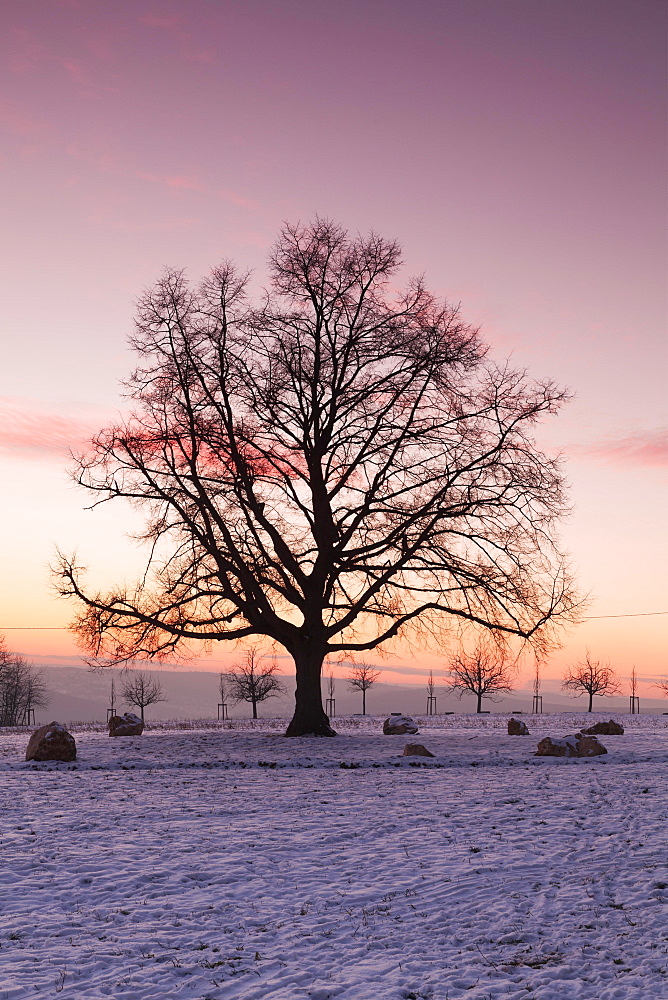 Katharinen lime tree at sunset in winter, Esslingen on the Neckar, Baden-Württemberg, Germany, Europe