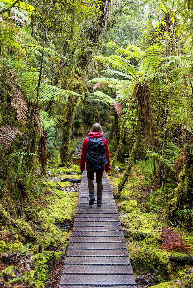 Hiker on walk through rainforest on Lake Matheson, Fox Glacier, West Coast, Southland, New Zealand, Oceania