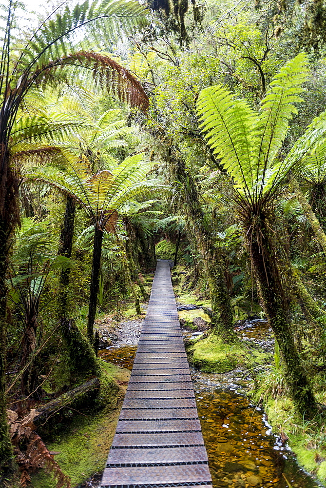 Way through the rainforest on Lake Matheson, Fox Glacier, West Coast, New Zealand, Oceania