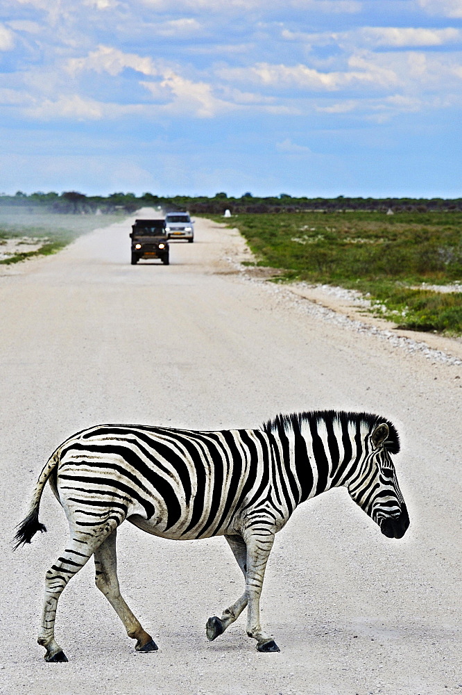 Plains Zebra (Equus quagga) crossing road, Etosha National Park, Namibia, Africa