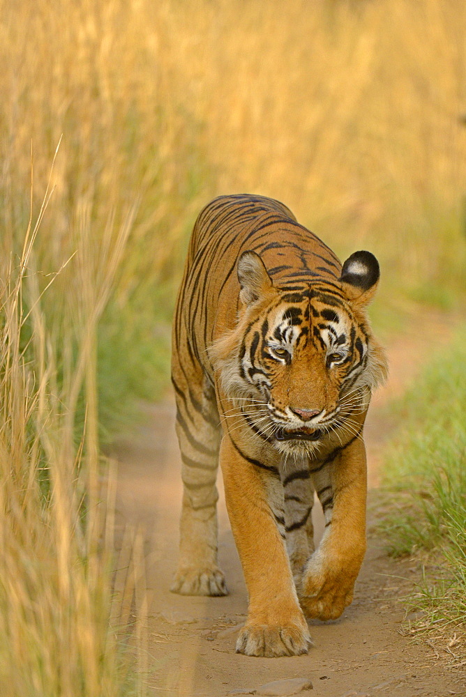 Bengal Tiger (Panthera tigris tigris) walking along path, Ranthambhore National Park, Sawai Madhopur, India, Asia