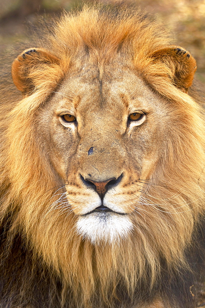 Lion (Panthera leo), male, South Africa, Africa