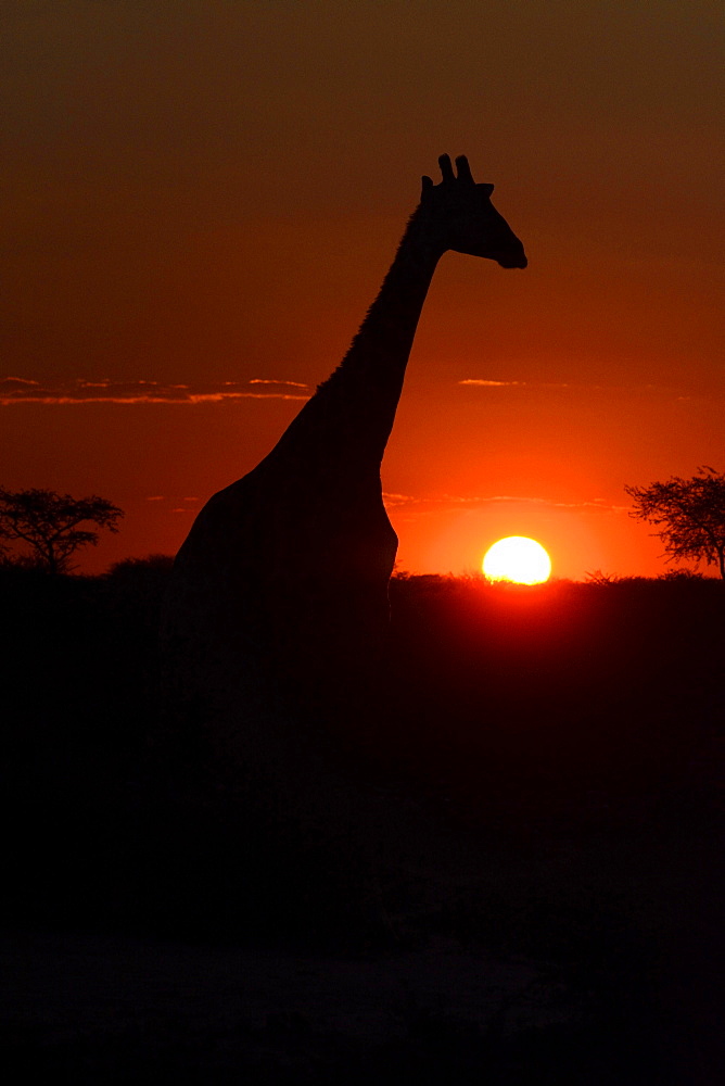 Giraffe (Giraffa camelopardalis) in the sunset, Hardap Region, Namibia, Africa