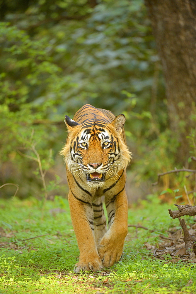 Bengal Tiger (Panthera tigris tigris) walking in the forest, Ranthambhore National Park, Sawai Madhopur, India, Asia