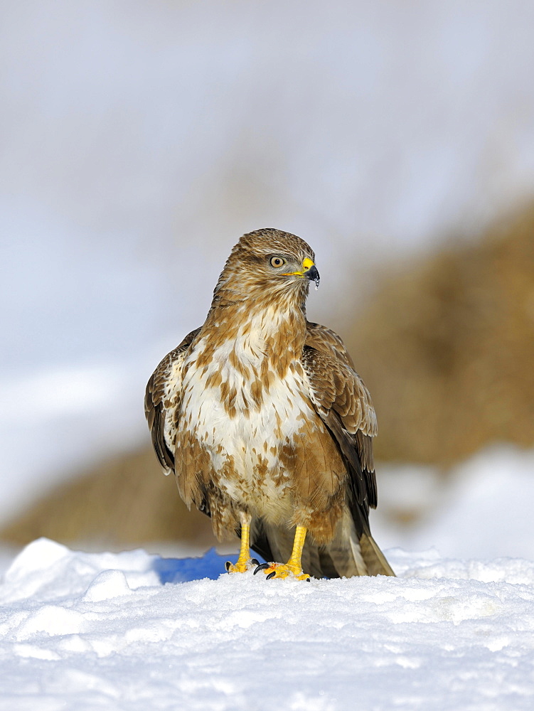 Common Buzzard (Buteo buteo) resting in the snow, Swabian Alb biosphere reserve, Baden-Württemberg, Germany, Europe