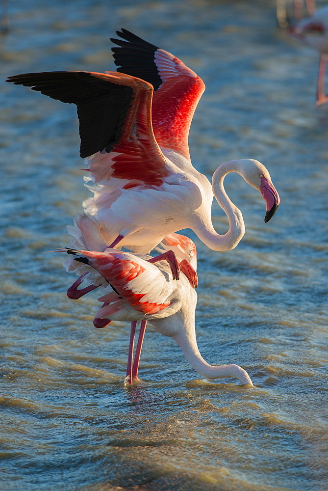 Flamingos (Phoenicopteridae), mating, Camargue, Southern France, France, Europe