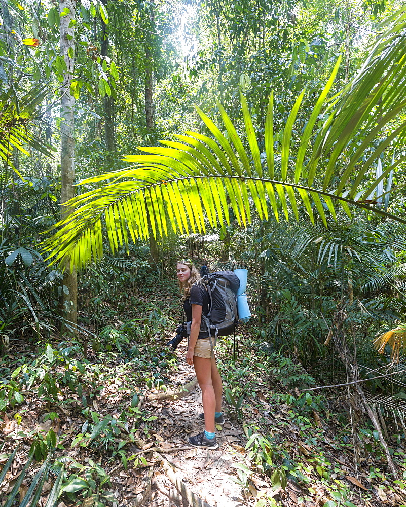 Hiker, young woman walking along a trail in the jungle, Kuala Tahan, Taman Negara National Park, Malaysia, Asia