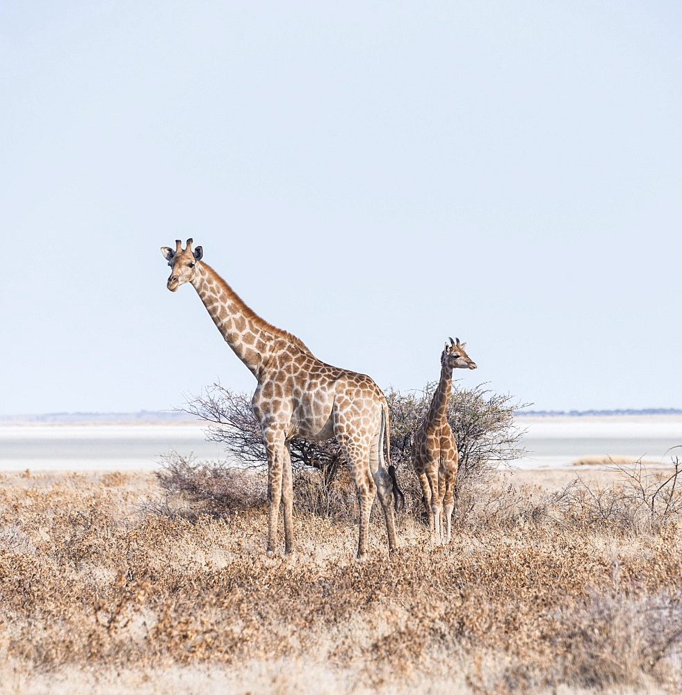 Giraffe (Giraffa camelopardis) with young standing next to bushes, Etosha Pan, Etosha National Park, Namibia, Africa