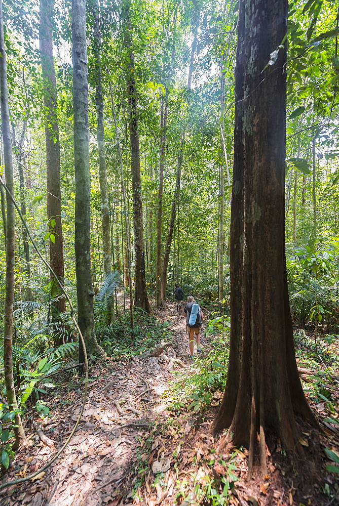 Hiker, young woman walking along a trail in the jungle, Kuala Tahan, Taman Negara National Park, Malaysia, Asia