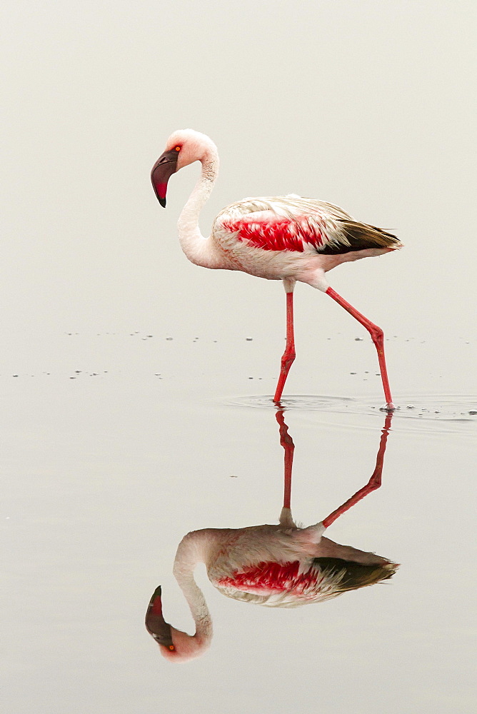 Lesser flamingo (Phoeniconaias minor), striding in the water, mirror image, Walvis Bay, Namibia, Africa