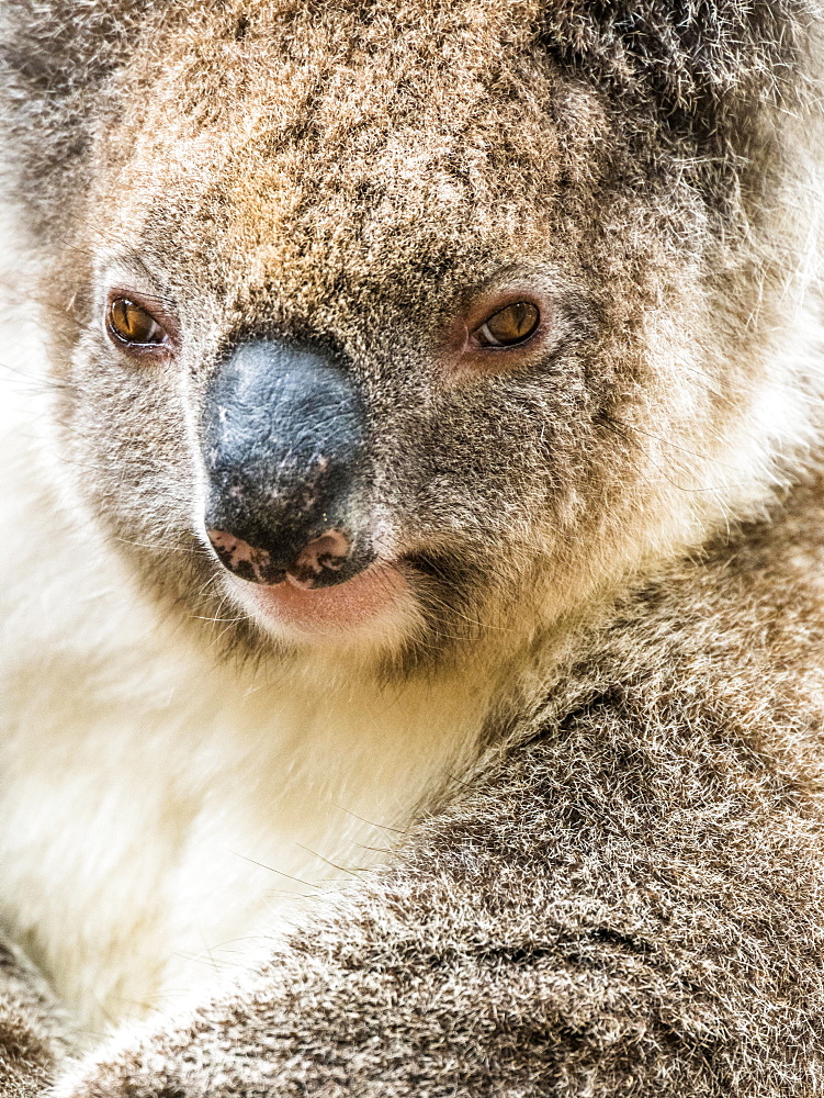 Koala (Phascolarctos cinereus), animal portrait, South Australia, Australia, Oceania