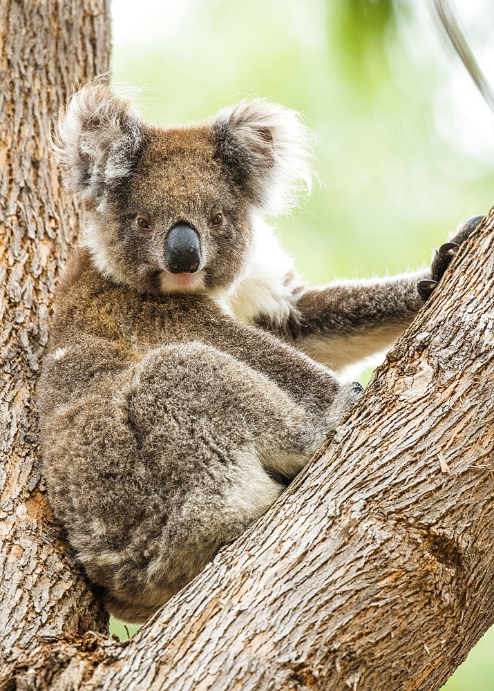 Koala (Phascolarctos cinereus), sits in a tree, South Australia, Australia, Oceania