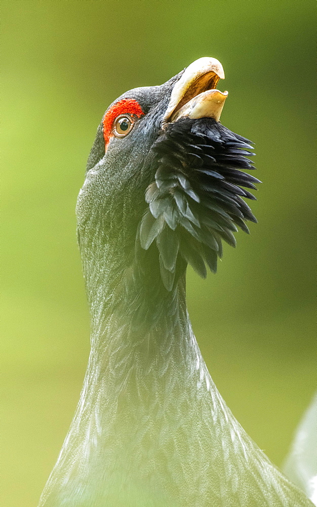 Western capercaillie (Tetrao urogallus), during courtship, calling, animal portrait, Berchtesgadener Land, Bavaria, Germany, Europe