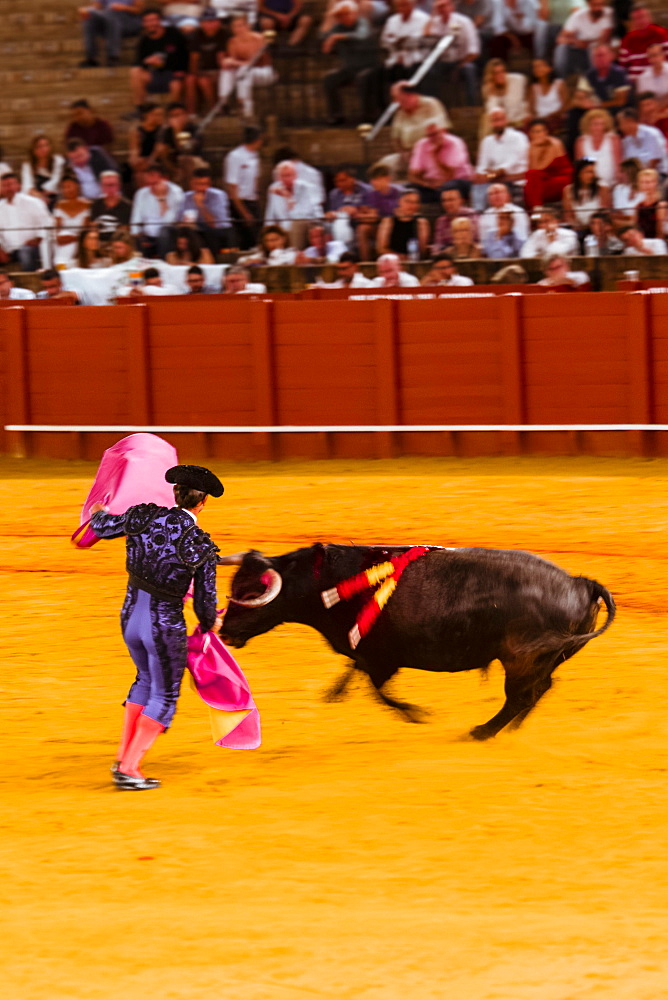 Racing bull with matador, torero or toureiro in traditional clothes, bullfighting, bullring Plaza de Toros de la Real de Maestranza de Caballeria de Sevilla, Sevilla, Andalusia, Spain, Europe