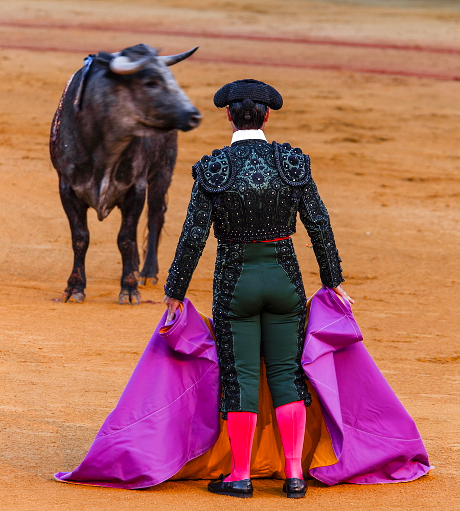 Bull stands in front of Matador, Torero or Toureiro in traditional clothing, bullfighting, bullring Plaza de Toros de la Real de Maestranza de Caballeria de Sevilla, Sevilla, Andalusia, Spain, Europe