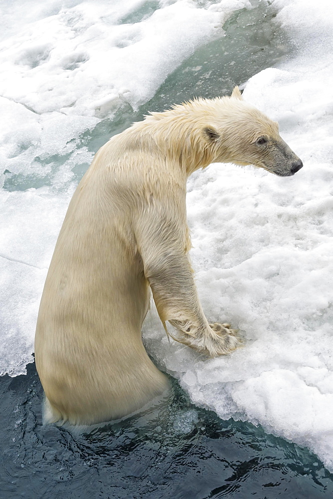 Polar Bear (Ursus maritimus) getting out of water, Svalbard Archipelago, Norway, Europe