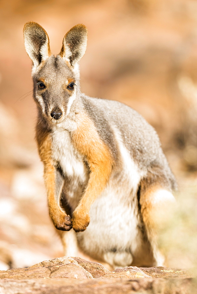 Yellow-footed rock-wallaby (Petrogale xanthopus), sits on rock, animal portrait, South Australia, Australia, Oceania