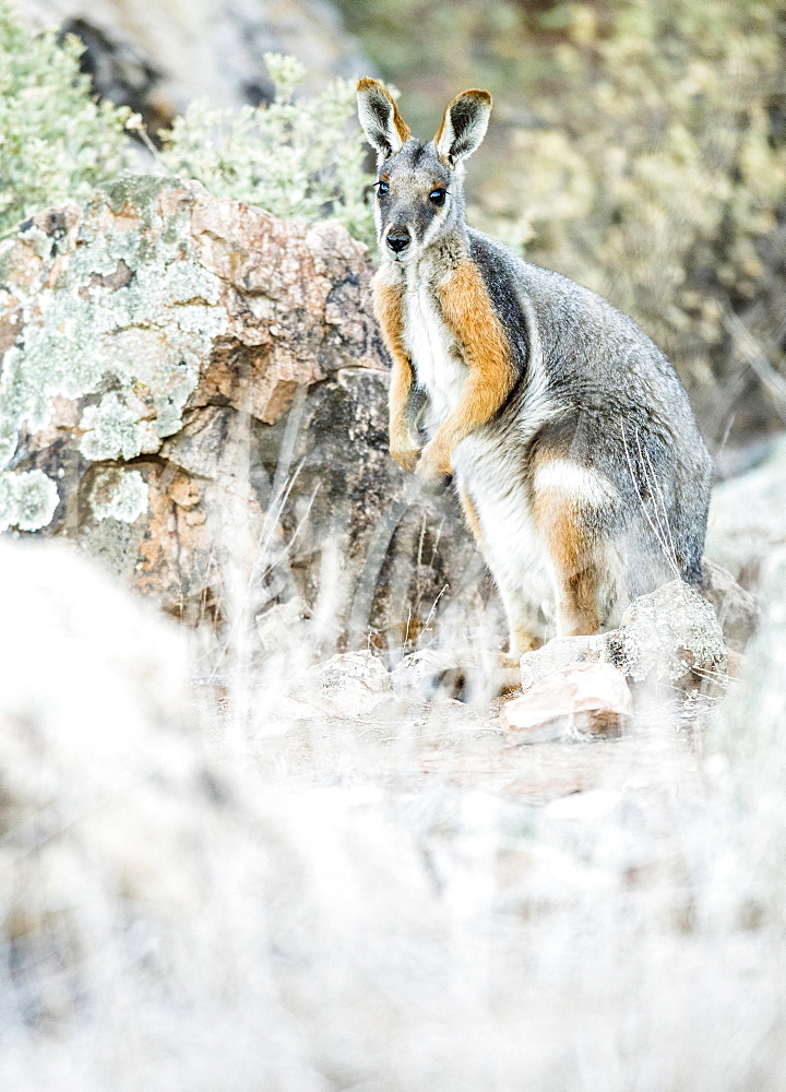 Yellow-footed rock-wallaby (Petrogale xanthopus), South Australia, Australia, Oceania