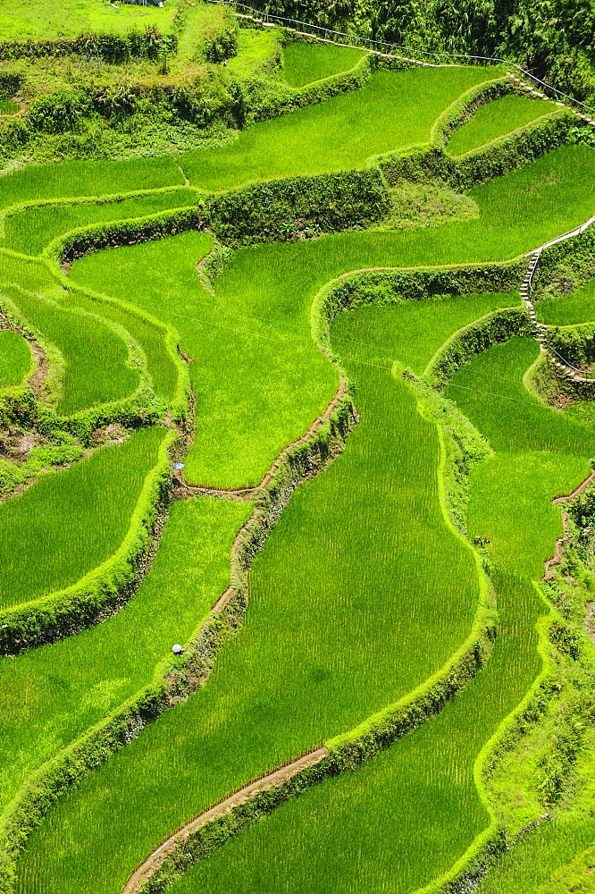 Bangaan in the rice terraces of Banaue, Northern Luzon, Philippines, Asia