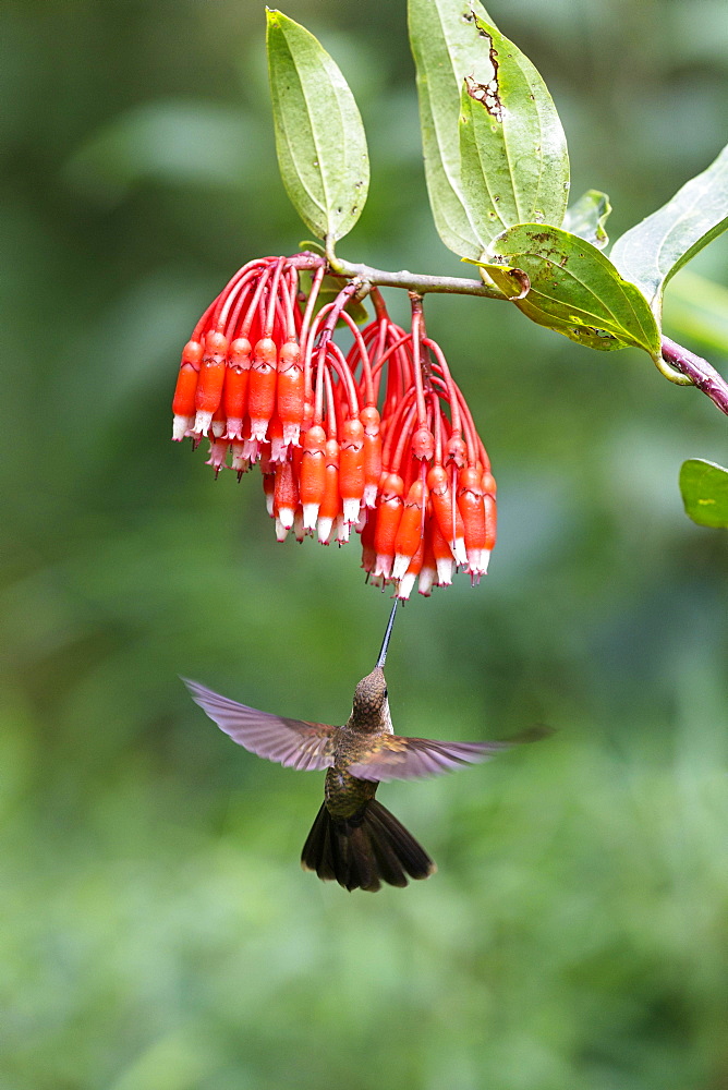 Bronzy Inca (Coeligena coeligena) on red blossom, flying, rainforest, cloud forest, northern Ecuador, Ecuador, South America