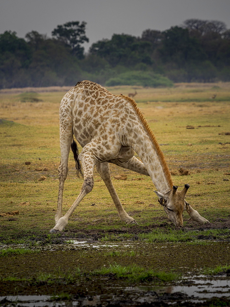 Giraffe (Giraffa camelopardalis giraffa) drinking, Moremi Game Reserve, Botswana, Africa