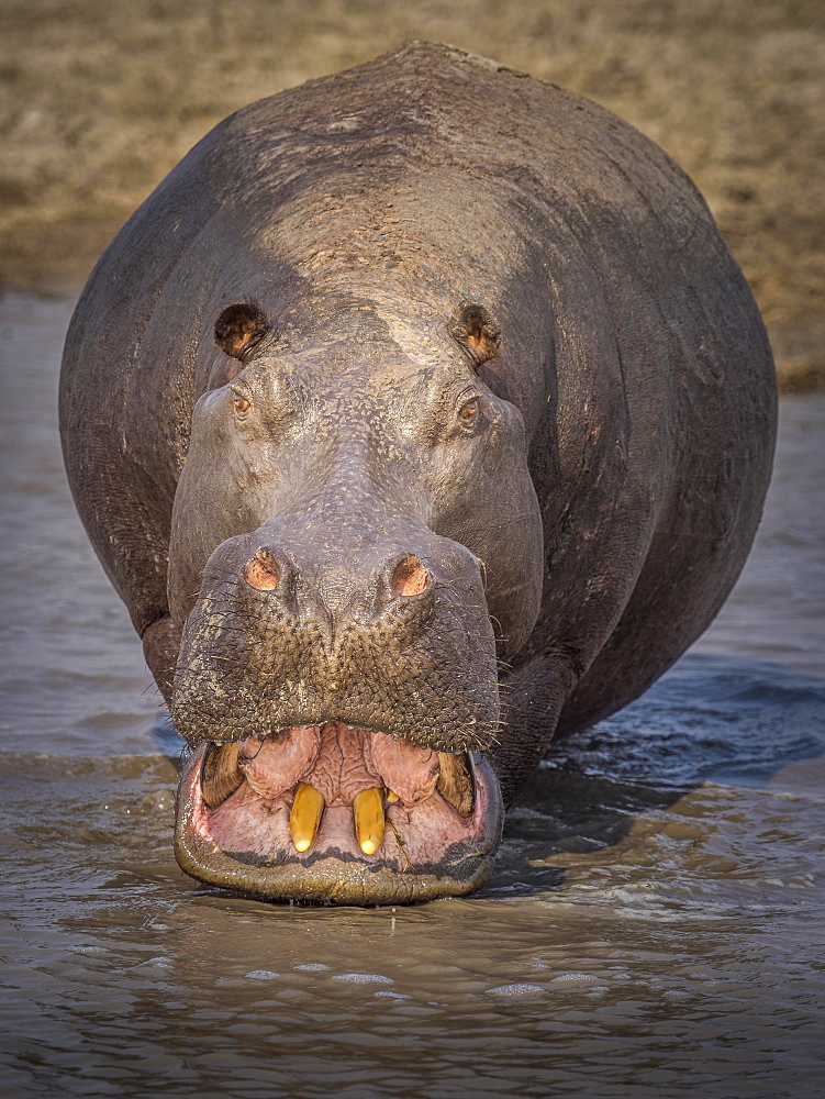 Hippo (Hippopotamus amphibius) showing his teeth, Moremi Game Reserve, Botswana, Africa