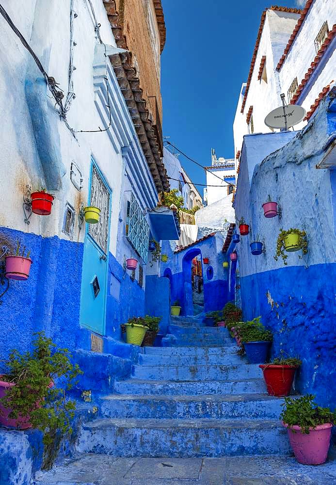 Narrow alley with colorful flowerpots, blue houses, Medina of Chefchaouen, Chaouen, Tangier-Tetouan, Morocco, Africa