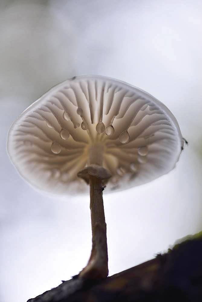 Porcelain fungus (Oudemansiella mucida) with water droplets on the underside, Harz, Saxony-Anhalt, Germany, Europe