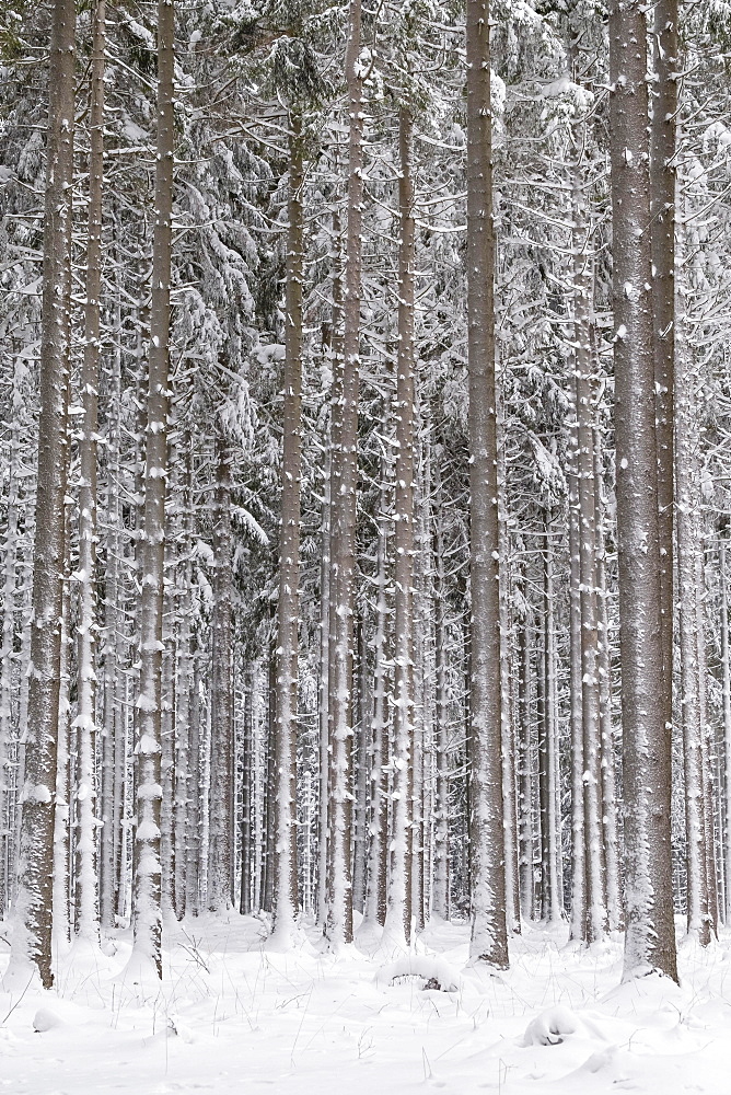 Snow-covered tree trunks in the forest, spruces (ficus) with snow, nature park Jauerling, Wachau, Lower Austria, Austria, Europe