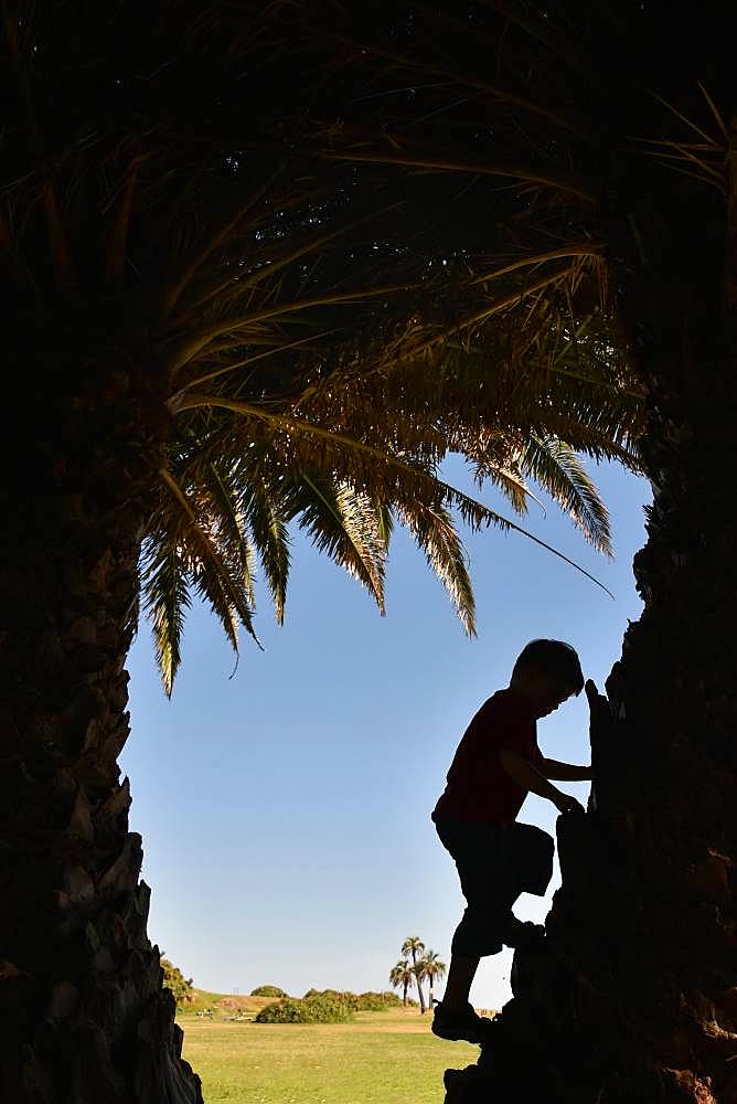 Boy, 5 years, climbs on a palm tree, silhouette, Montevideo, Uruguay, South America