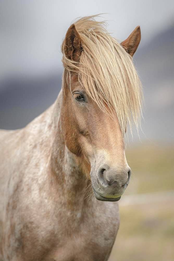 Icelandic horse (Equus islandicus) with bright mane, animal portrait, Norourland vestra, Iceland, Europe