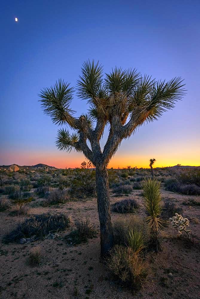 Desert Landscape, Joshua Trees (Yucca brevifolia) at sunset, White Tank Campground, Joshua Tree National Park, Desert Center, California, USA, North America