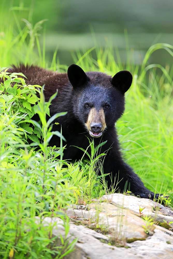 American Black Bear (Ursus americanus), young animal, animal portrait, vigilant, Pine County, Minnesota, USA, North America