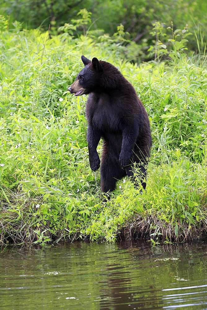 American Black Bear (Ursus americanus), young animal at the water, alert, standing upright, Pine County, Minnesota, USA, North America