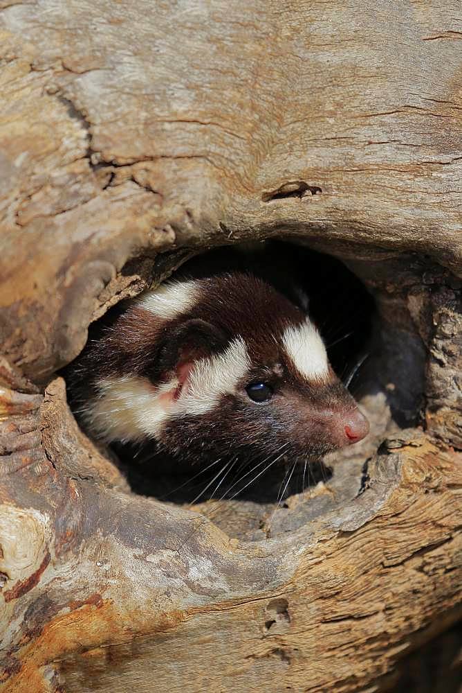 Eastern spotted skunk (Spilogale putorius) looks out of rotten trunk, adult, alert, Pine County, Minnesota, USA, North America