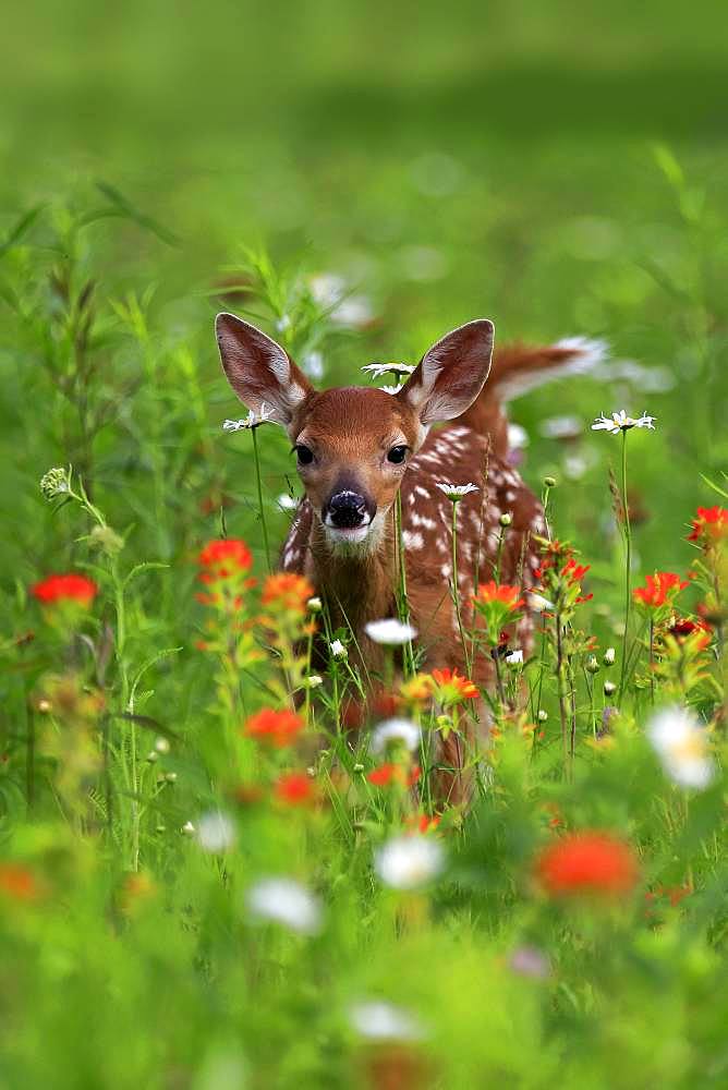 White-tailed deer (Odocoileus virginianus), young animal, ten days, standing in flower meadow, Pine County, Minnesota, USA, North America