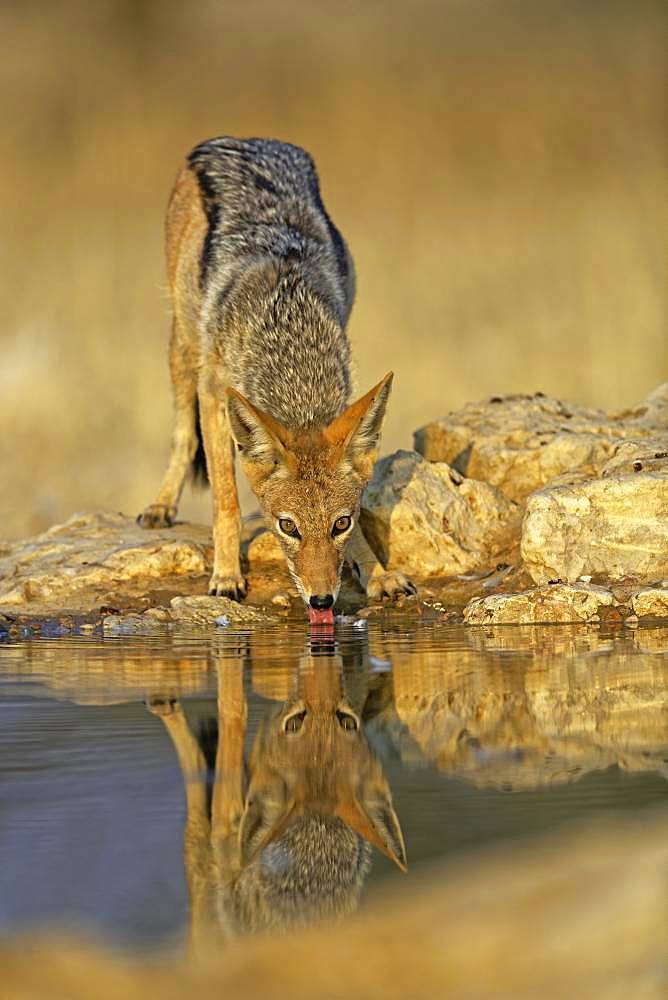 Black-backed Jackal (Canis mesomelas) drinking at the waterhole, Kgalagadi Transfrontier Park, South Africa, Africa