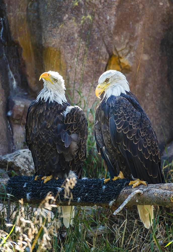 Two Bald eagle (Haliaeetus leucocephalus) sitting on a branch, Grizzly and Wolf Discovery Center, Wildlife Park, Wyoming, USA, North America