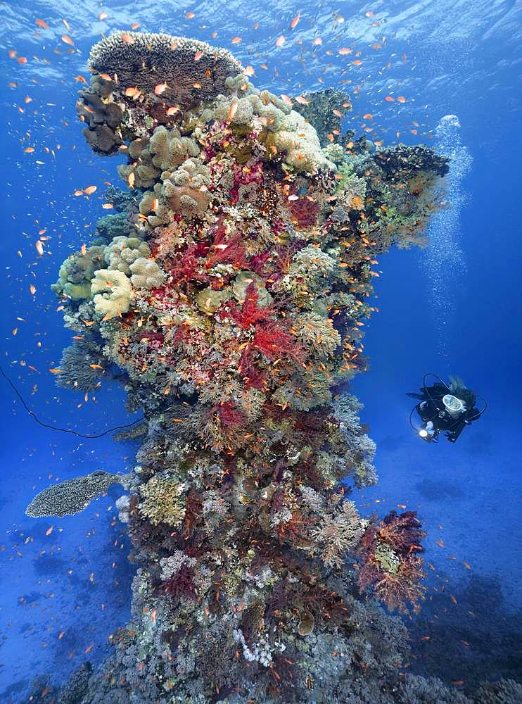 Diver with lamp looking at coral reef, coral tower, densely overgrown with various Soft corals (Alcyonacea), stone corals (Hexacorallia) and Sponge (Spongia), colorful, Red Sea, Egypt, Africa