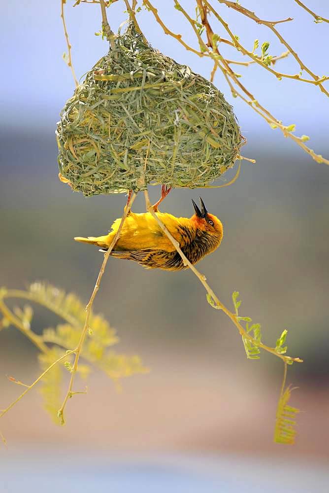 Cape Weaver (Ploceus capensis), adult male at nest building, Little Karoo, Western Cape, South Africa, Africa