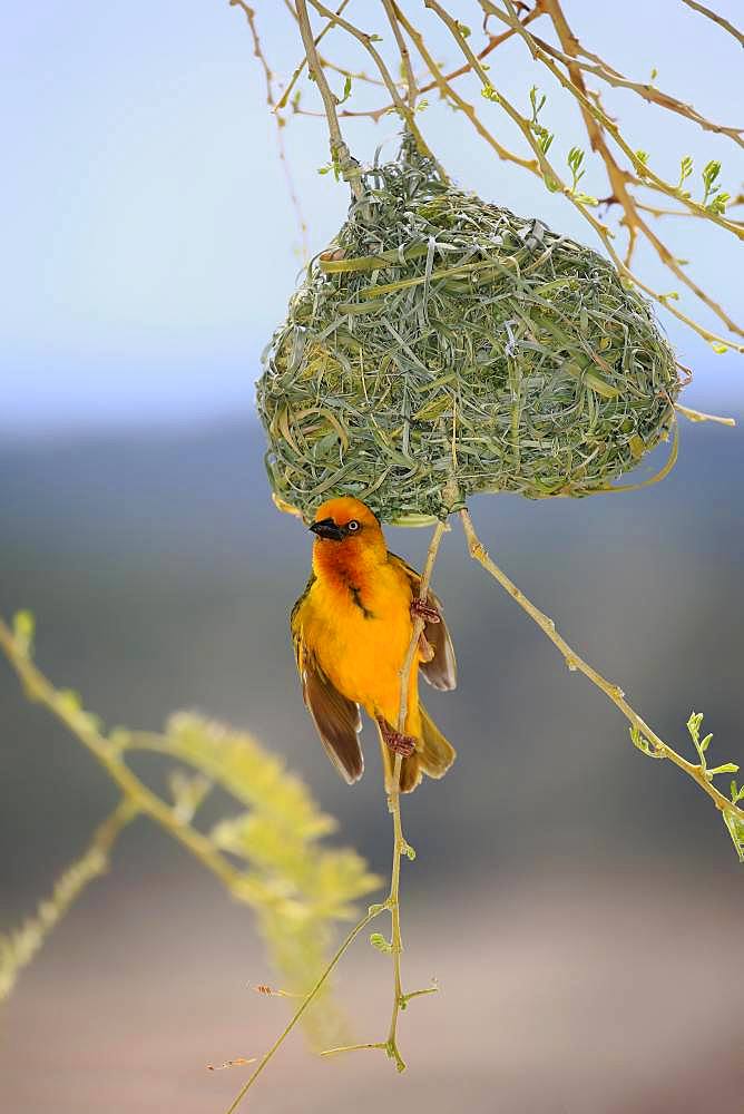 Cape Weaver (Ploceus capensis), adult male at nest, courtship display, Little Karoo, Western Cape, South Africa, Africa