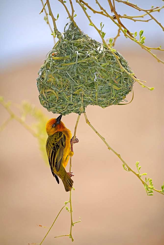 Cape Weaver (Ploceus capensis), adult male, hangs on nest, courtshiping, Little Karoo, Western Cape, South Africa, Africa