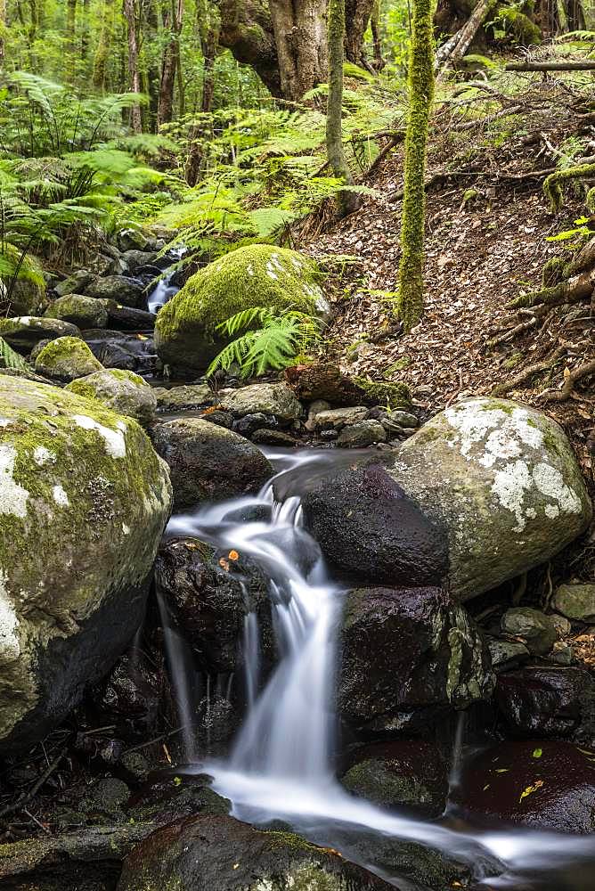 Creek flows through Cloud Forest, Garajonay National Park, La Gomera, Canary Islands, Spain, Europe