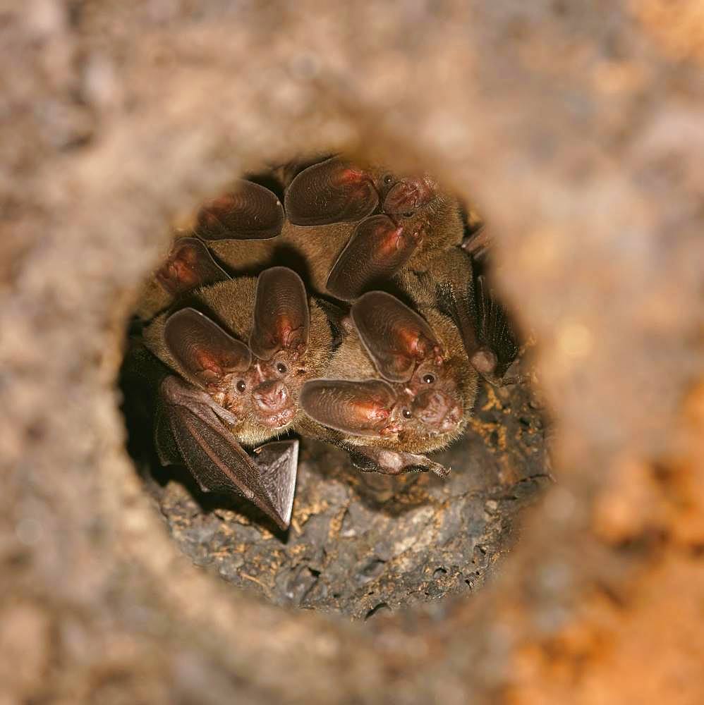 Pygmy round-eared bats (Lophostoma brasiliense) in a termite hill, Costa Rica, Central America