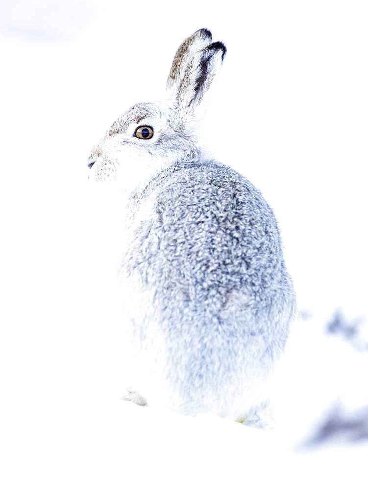 Mountain hare (Lepus timidus) sits in the snow, winter fur, Highlands, Scotland, Great Britain