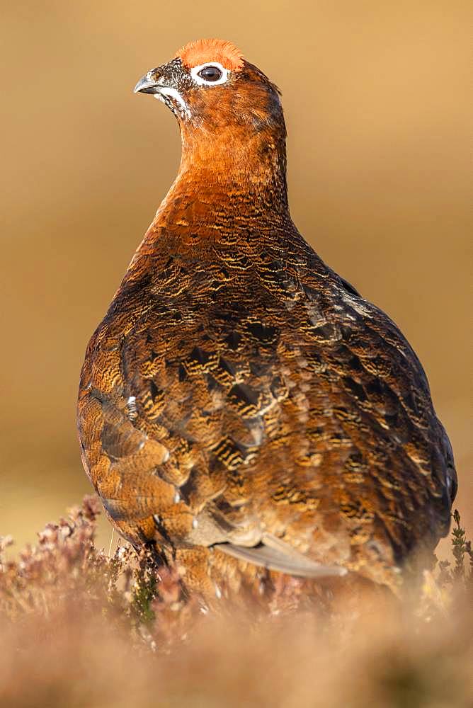 Red Grouse (Lagopus lagopus scotica) in heathland, Highlands, Scotland, United Kingdom, Europe